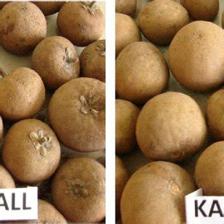 Two varieties of sapota fruit, cricket ball and Kallipati. | Download ...