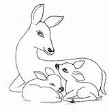 Fawn Deer Coloring Sketch Page sketch template
