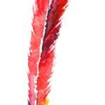 Parrot feather — Stock Vector © suriko #5103658