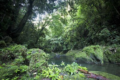 Internship in the rain forest of Costa Rica - Study the Rainforest