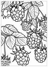 Raspberry coloring pages  Color Your Way To Fun And Learning sketch template