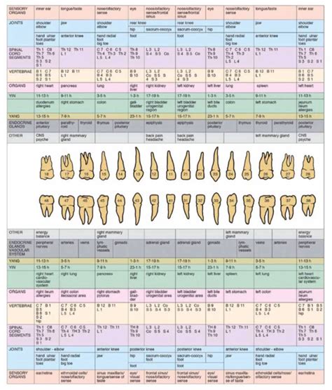 Natural Smiles of Tampa Bay - Tooth Meridian Chart