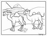 Free Camel Coloring Pages PDF Printables  Simply Love sketch template