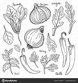 Spices Coloring Template Pages Spice Sketch Page sketch template