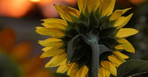 Close-Up Photo of Sunflower · Free Stock Photo