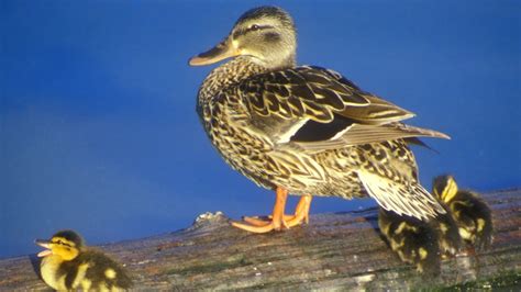 Mallard Duck Ducklings