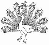 Free Peacock sketch template