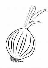 Coloring Pages  Page Of Onion sketch template