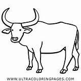 Water Buffalo Coloring Pages For Kids  Free sketch template