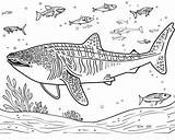 Whale Shark Coloring Pages sketch template