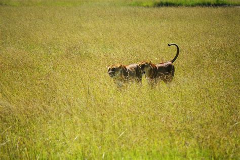 Free stock photo of hunting, lioness