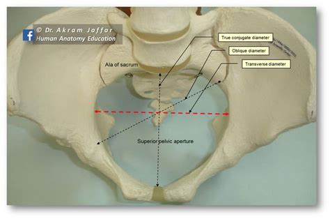 Human Anatomy Education | Anatomy education, Human anatomy, Medicine notes