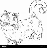 Standing cat Breed Munchkin Or Sausage Line Art Vector  sketch template