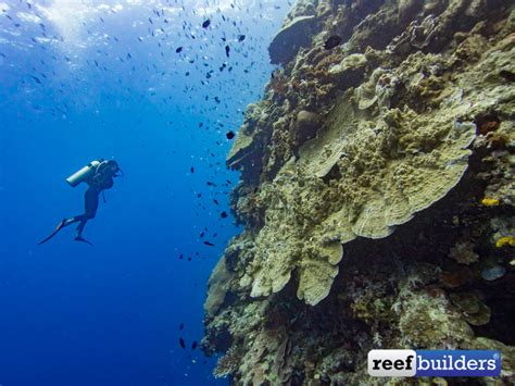 Jalan Masuk, Scuba Diving Bunaken Wall Sulawesi | Reef Builders | The ...