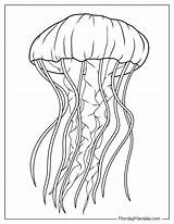 Jellyfish Images To Color  Infoupdateorg sketch template