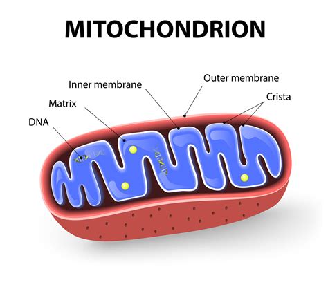 Simple Diagram Of Mitochondria