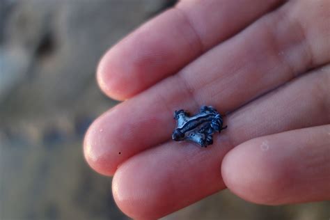 Blue Glaucus: Tiny, Majestic Sea Creature - WorldAtlas