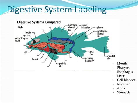 PPT - Fish PowerPoint Presentation, free download - ID:2000497