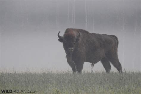 Bison Safari in the Białowieża Forest, Jun 2018 - Wild Poland