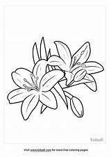 Lily Coloring Page Free Flowers  Home sketch template