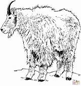 Pygmy Goat Coloring Page Pages sketch template