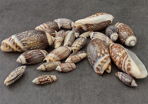 Dark Olive Seashell Assortment (approx. half cup 20+ shells 1-1.75+ inches) Perfect shells for ...