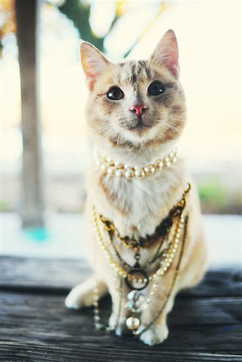 15 Fashionable Instagram Pets Who Live For A Good Street Style Moment