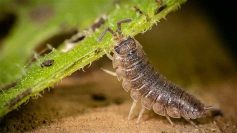 What Are Isopods? Aha! – animalfoodplanet