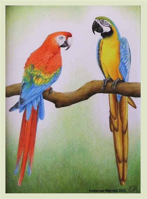 Parrot Drawing With Colour at GetDrawings | Free download