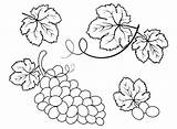 Grapes To Print Coloring Page  Free Printable Pages sketch template