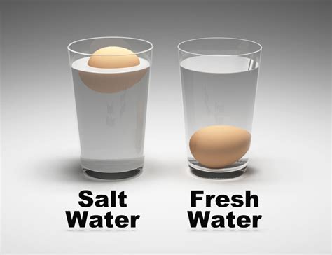 Salt Water And Egg Experiment