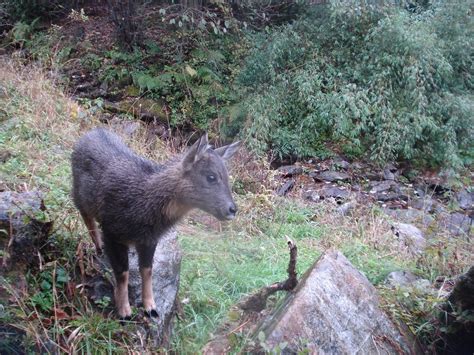 Himalayan Goral | This Himalayan Goral, Naemorhedus goral, w… | Flickr