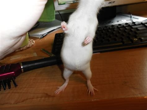 Pregnant Rat Question? : RATS