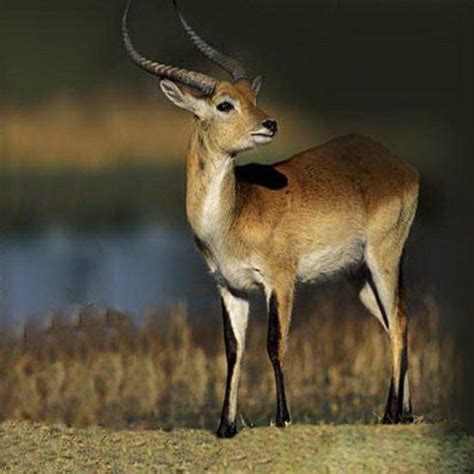 Hoh Xil Tibetan Antelope,China | Majestic animals, Wildlife animals ...