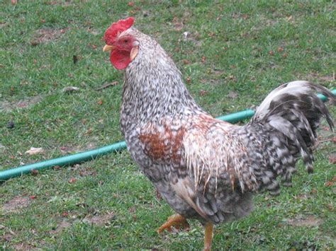 Dorking For Sale | Chickens | Breed Information | Omlet