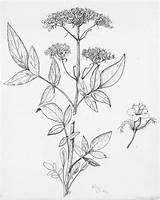 Free Printable Botanical Coloring Pages sketch template