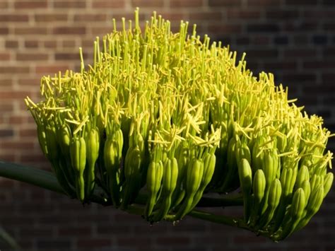 Agave Plant 1 | Smithsonian Institution