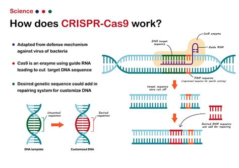 Science Illustration Show Crispr Cas 9 Work For Cut And Edit Dna Genetic Sequence As Novel ...