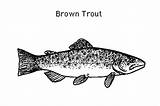 Pin By ToColor On Craft Stuff  Coloring Pages Trout Pictures sketch template