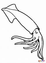 Cuttlefish Coloring Pages Printable For Free Download sketch template