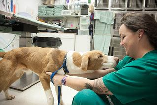 Austin Community College Vet Tech Program | Veterinary Tech … | Flickr