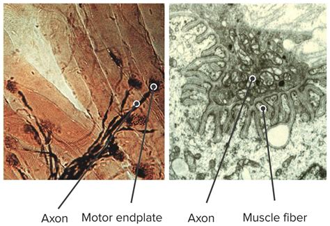 Piloerector Muscle Histology