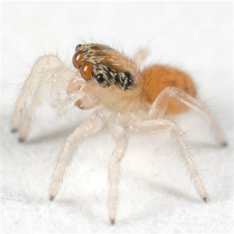 Baby jumping spider - BugGuide.Net