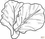 Romaine Lettuce Coloring Page sketch template