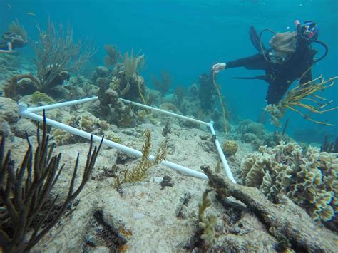 Coral Reef Habitats