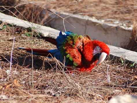 The Online Zoo - Red-and-green Macaw