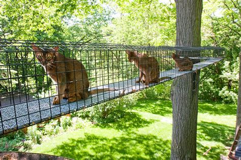 Outdoor Cat Tunnels - Catio World