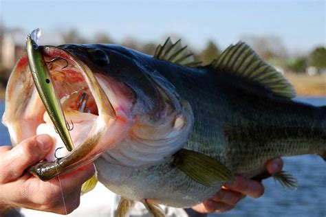 The 10 Best Bass Lures of 2024 - WooFish.com