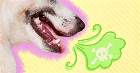 Dog Bad Breath: Causes And Treatment - DodoWell - The Dodo