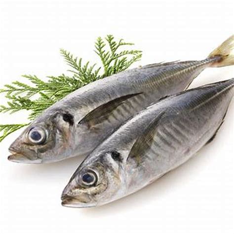 What is a horse mackerel fish? - DIY Seattle